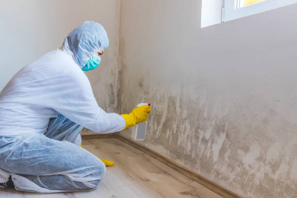 Licensed Black Mold Removal service in Belvidere, IL - WQB Mold Removal