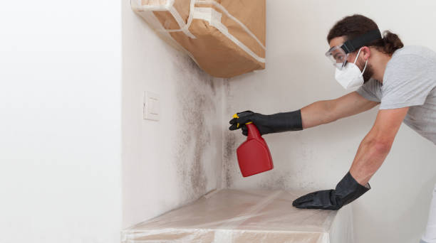 Professional Black Mold Removal technician working in Belvidere, IL