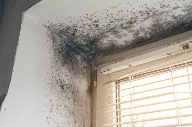Affordable Black Mold Removal solutions in Belvidere, IL